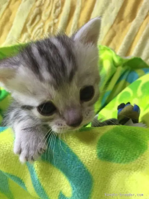 ひめパパ 様のお迎えした子猫