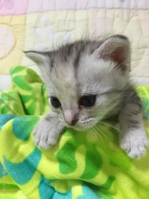 ID：1507-00450の子猫