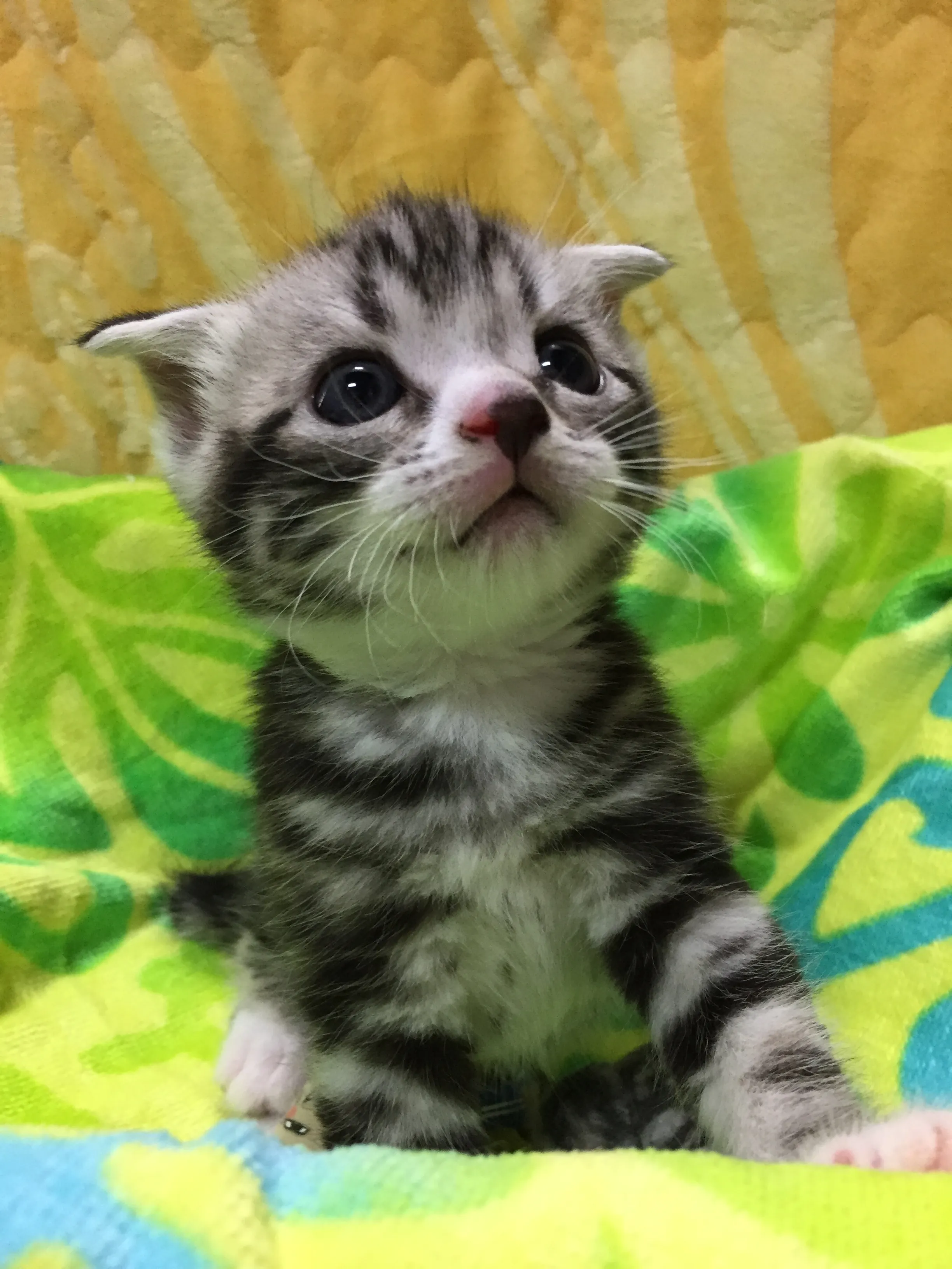 ID：1608-00287の子猫