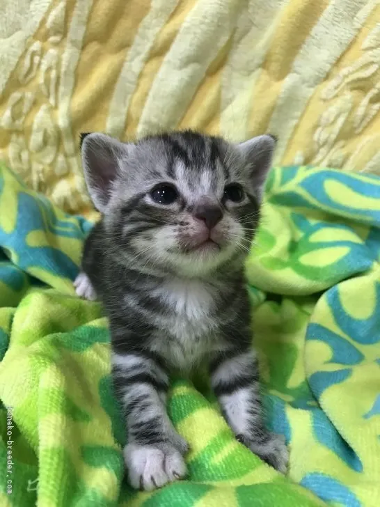 ID:1709-00144の子猫