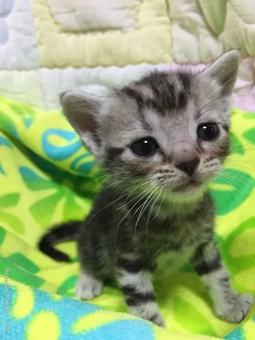 ID：1509-00041の子猫