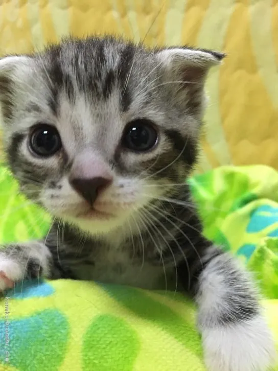ID:1608-00284の子猫
