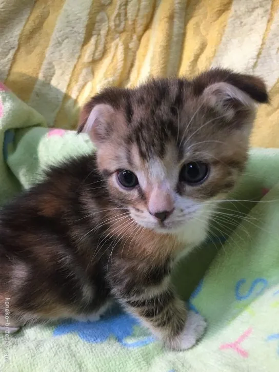 ID:1512-00208の子猫