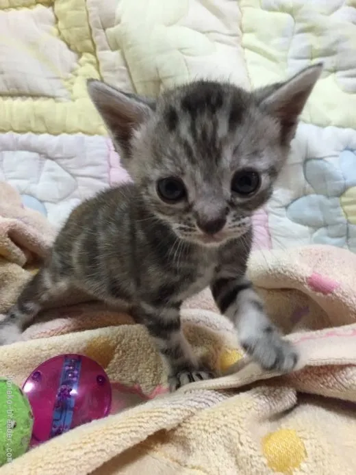 ID:1509-00042の子猫