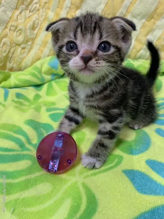 ID：1906-01051の子猫