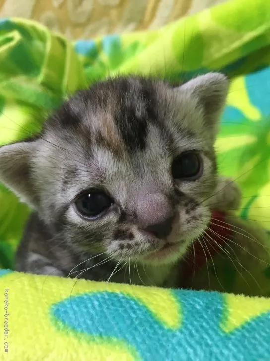 リベママ 様のお迎えした子猫