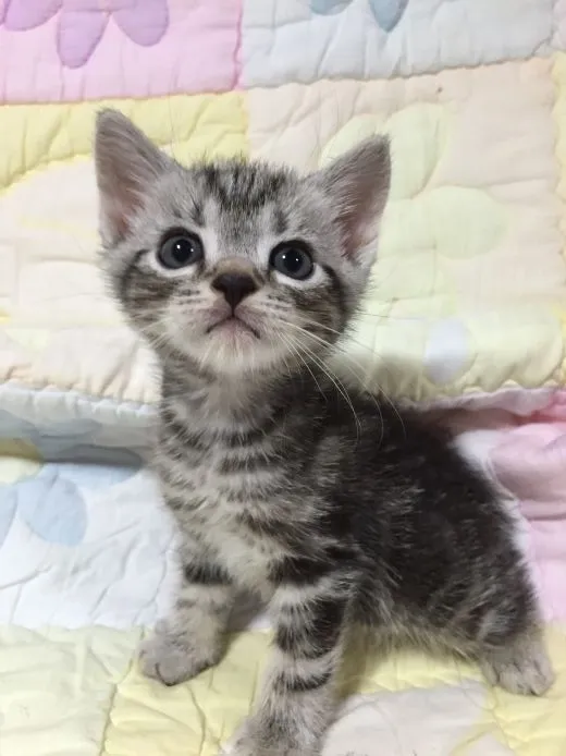 ID：1504-00273の子猫