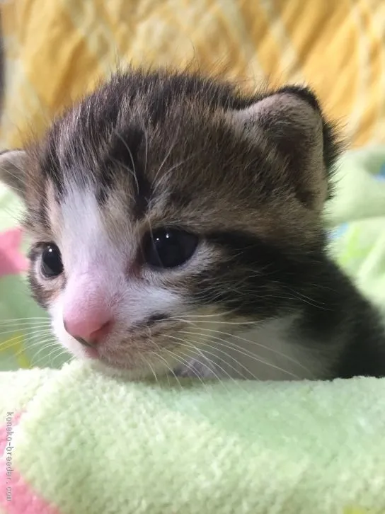 ID：1512-00206の子猫