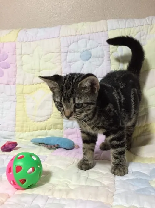 ID:1504-00264の子猫