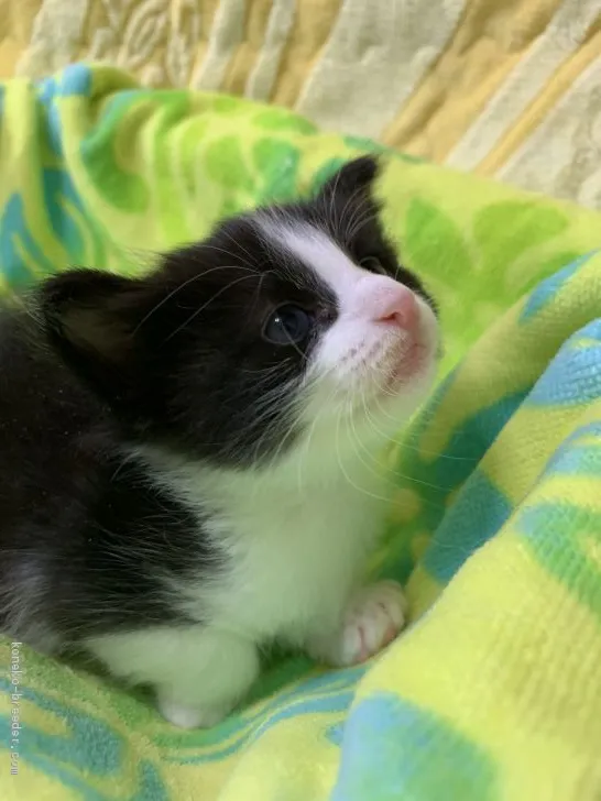 ID：1912-01699の子猫