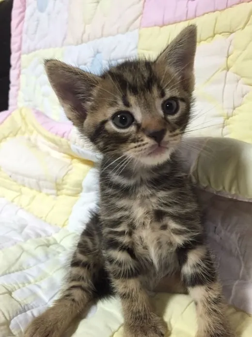 ID：1504-00268の子猫