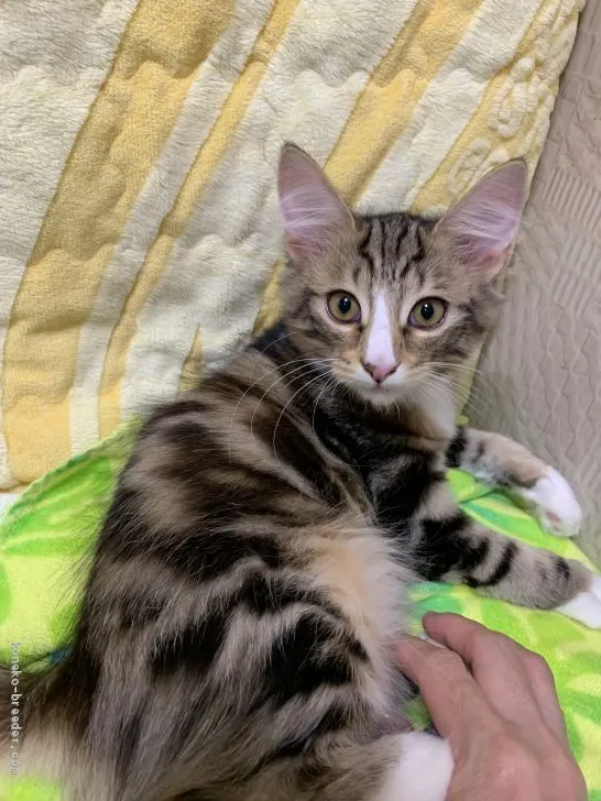 ID：1908-01478の子猫