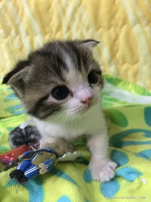 ID：1802-00246の子猫