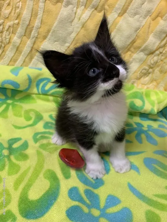 まおママ 様のお迎えした子猫