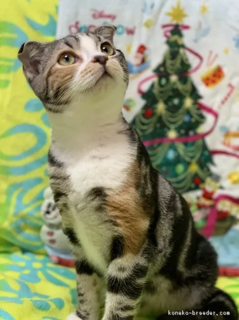 ID：1807-01358の子猫