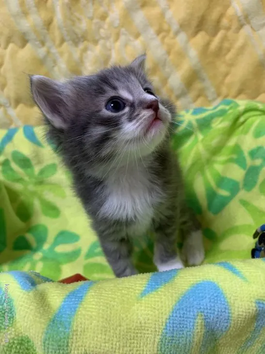 ぞろり 様のお迎えした子猫