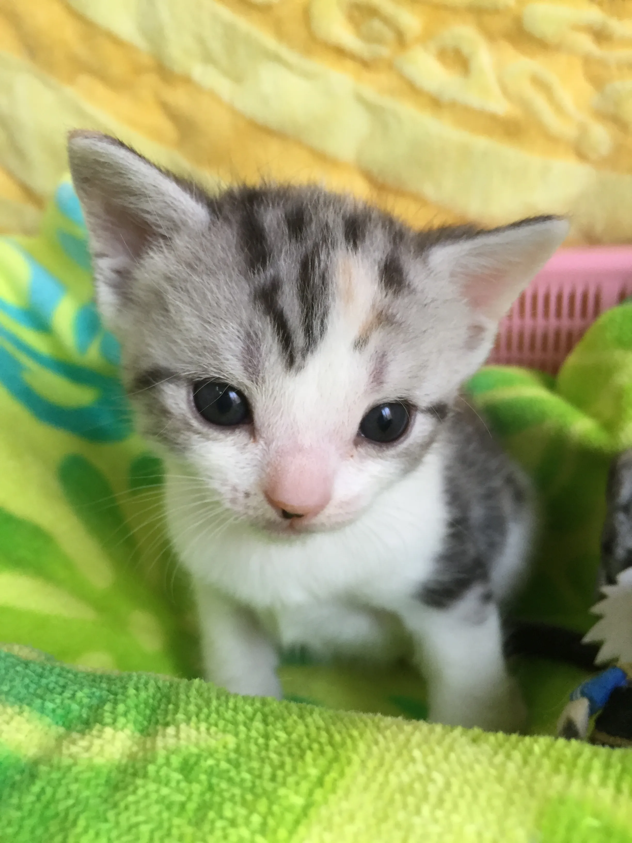 ID：1606-00180の子猫