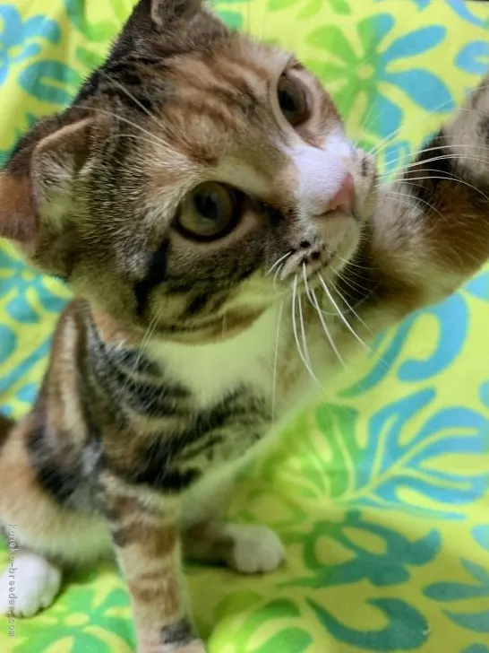 ID:1807-00659の子猫