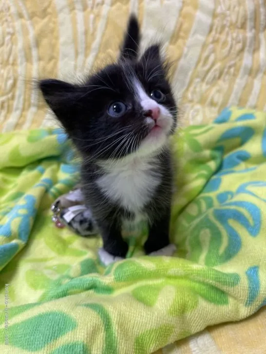 ID:2105-00971の子猫