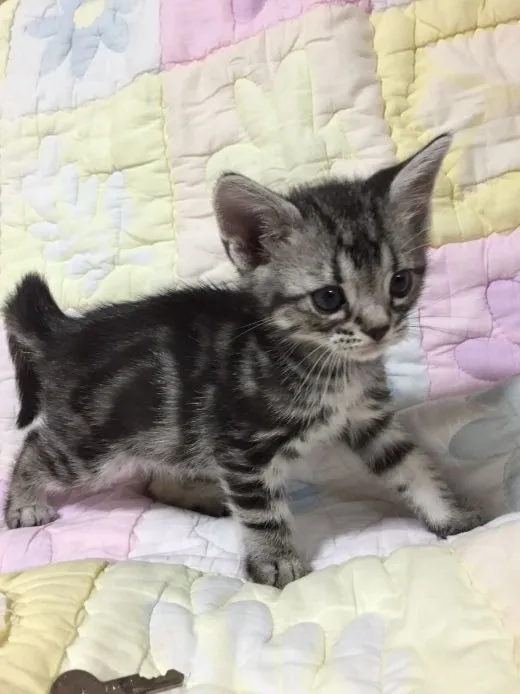 😄徳島 守祥 様のお迎えした子猫