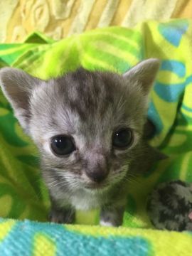 アメリカンショートヘア【京都府・女の子・2016年2月14日・シルバーパッチドタビー】の写真「」