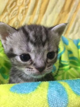 アメリカンショートヘア【京都府・男の子・2016年2月14日・シルバータビー】の写真「おっとっこ前です。」