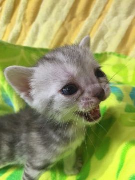 アメリカンショートヘア【京都府・女の子・2016年2月14日・シルバーパッチドタビー】の写真「柔らかいイメージでしょう」