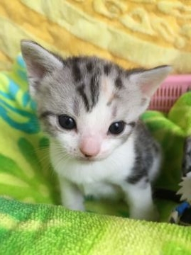 スコティッシュフォールド【京都府・女の子・2016年5月12日・シルバーマッカレルパッチドタビー&ホワイト】の写真「夏にぴったりなカラーです。」