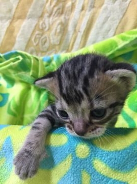 アメリカンショートヘア【京都府・男の子・2015年12月19日・シルバータビー】の写真「やんちゃな次男坊 なかなかのハンサム君です！」