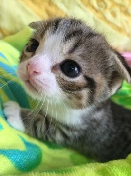 スコティッシュフォールド【京都府・女の子・2016年5月12日・シルバースポッテドタビー&ホワイト】の写真「可愛らしい！」