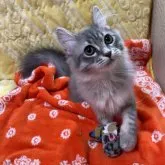 ノルウェージャンフォレストキャット【京都府・女の子・2023年5月21日・ブルータビー】の写真1「9月30日撮影綺麗なお姉ちゃんに成長してきましたよ^_^」