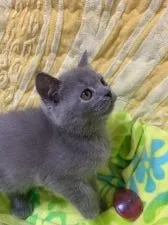 ブリティッシュショートヘア【京都府・男の子・2018年10月29日・ブルー】の写真2