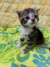 スコティッシュフォールド(折れ耳)【京都府・男の子・2019年5月12日・シルバータビーアンドホワイト】の写真2