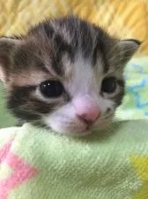 スコティッシュフォールド【京都府・男の子・2015年11月24日・シルバータビーアンドホワイト】の写真2