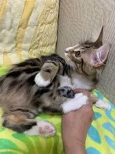 ノルウェージャンフォレストキャット【京都府・男の子・2019年6月27日・ブラウンタビーアンドホワイト】の写真2