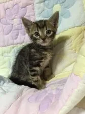 アメリカンショートヘア【京都府・男の子・2015年3月4日・ブラウンタビー】の写真2