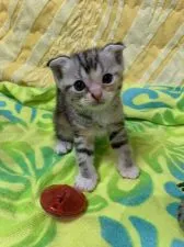 スコティッシュフォールド(折れ耳)【京都府・女の子・2019年5月9日・シルバーパッチドタビーアンドホワイト】の写真3