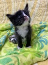 ノルウェージャンフォレストキャット【京都府・女の子・2021年4月12日・ブラックアンドホワイト】の写真4