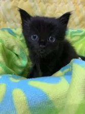 ノルウェージャンフォレストキャット【京都府・女の子・2019年12月14日・ブラック】の写真4