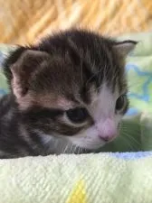 スコティッシュフォールド【京都府・男の子・2015年11月24日・シルバータビーアンドホワイト】の写真4