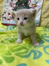 ノルウェージャンフォレストキャット【京都府・男の子・2021年10月30日・カメオタビーアンドホワイト】の写真5「１１月２０日撮影　生後２０日です他の写真と比べると、まだまだ赤ちゃんです^_^」