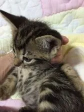 アメリカンショートヘア【京都府・男の子・2015年3月4日・ブラウンタビー】の写真5