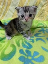 スコティッシュフォールド(折れ耳)【京都府・女の子・2019年5月9日・シルバーパッチドタビーアンドホワイト】の写真5