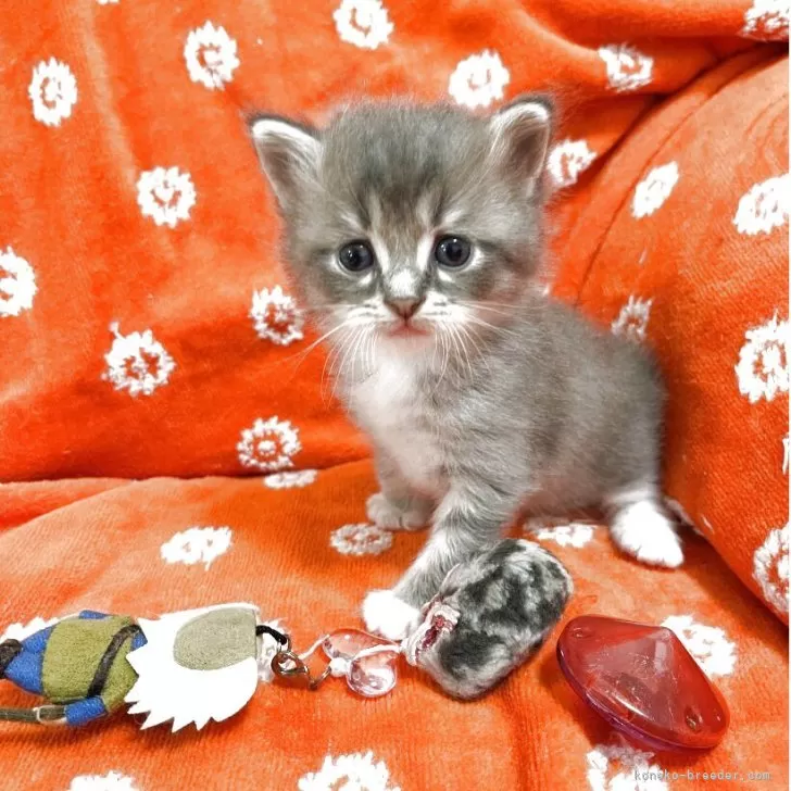 ID：2509-01038の子猫