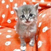 ノルウェージャンフォレストキャット