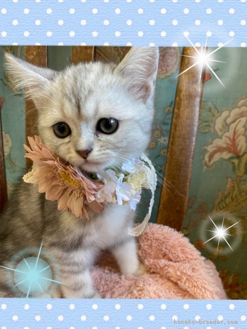 岩瀬典子ブリーダーのブログ：募集中のコたち😌✨✨🐈