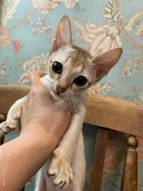 ID:2106-01694の子猫