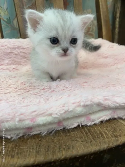 ID：2104-02106の子猫