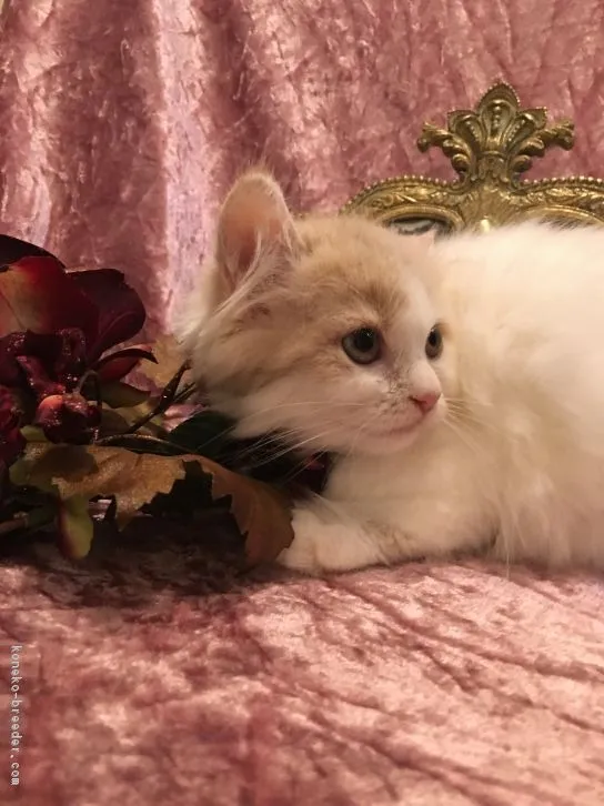 ID:1610-00569の子猫