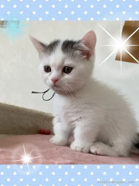 ID：2111-00166の子猫